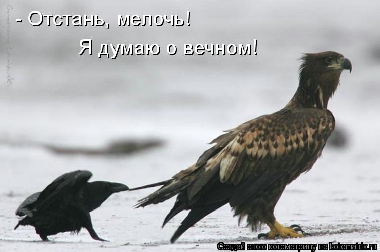 - Отстань, мелочь! Я думаю о вечном!... Котоматрица: - Отстань, мелочь! Я думаю о вечном!