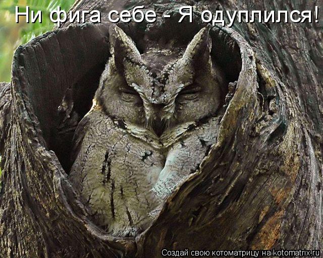 Котоматрица: Ни фига себе - Я одуплился!