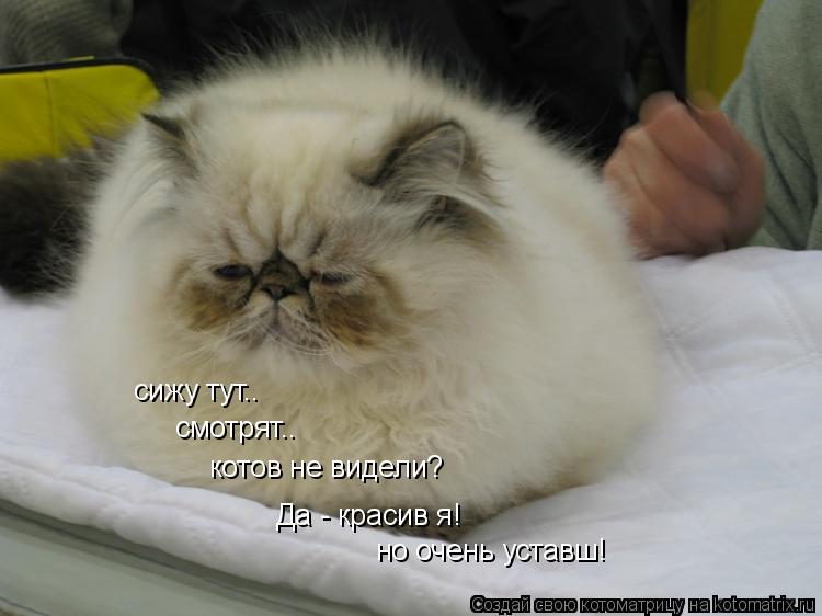 Котоматрица: сижу тут.. смотрят.. котов не видели? Да - красив я! но очень уставш!