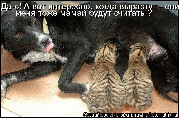 Да-с! А вот интересно, когда вырастут - они меня тоже мамай будут считать ?... Котоматрица: Да-с! А вот интересно, когда вырастут - они меня тоже мамай будут считать ?