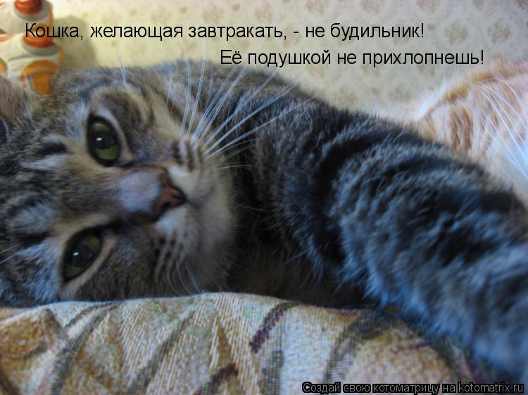 Кошка, желающая завтракать, - не будильник! Её подушкой не прихлопнешь!... Котоматрица: Кошка, желающая завтракать, - не будильник! Её подушкой не прихлопнешь!