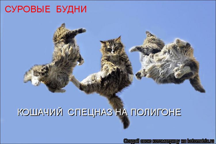 КОШАЧИЙ СПЕЦНАЗ НА ПОЛИГОНЕ СУРОВЫЕ БУДНИ... Котоматрица: КОШАЧИЙ СПЕЦНАЗ НА ПОЛИГОНЕ СУРОВЫЕ БУДНИ
