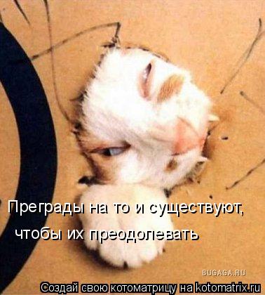 Котоматрица: Преграды на то и существуют, чтобы их преодолевать