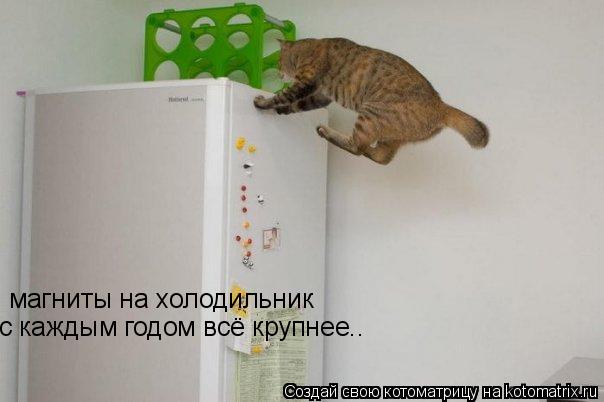 магниты на холодильник с каждым годом всё крупнее..... Котоматрица: магниты на холодильник с каждым годом всё крупнее..