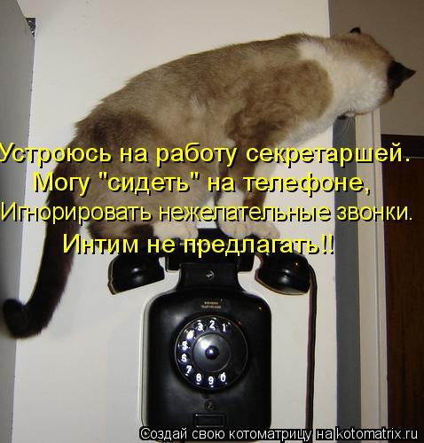 Устроюсь на работу секретаршей. Могу "сидеть" на телефоне, Игнорировать нежелательные звонки. Интим н... Котоматрица: Устроюсь на работу секретаршей. Могу "сидеть" на телефоне, Игнорировать нежелательные звонки. Интим не предлагать!!