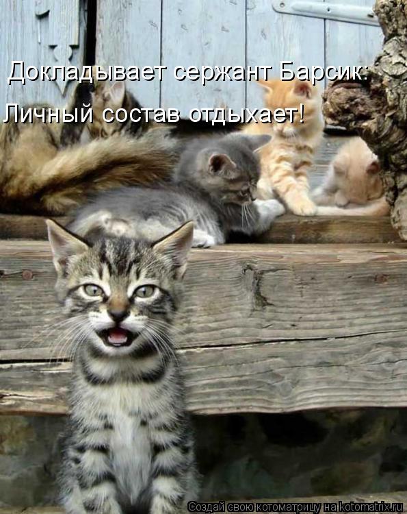 Докладывает сержант Барсик: Личный состав отдыхает!... Котоматрица: Докладывает сержант Барсик: Личный состав отдыхает!