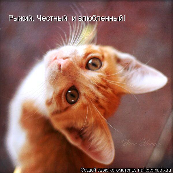 Рыжий. Честный и влюбленный!... Котоматрица: Рыжий. Честный и влюбленный!