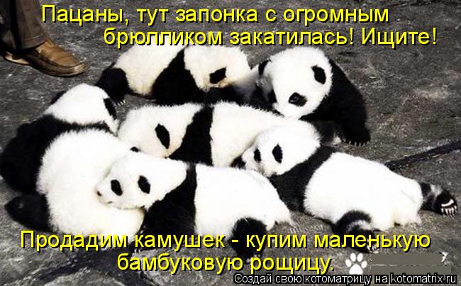 Котоматрица: Продадим камушек - купим маленькую бамбуковую рощицу. Пацаны, тут запонка с огромным брюлликом закатилась! Ищите!