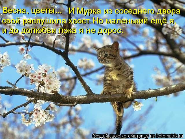 И Мурка из соседнего двора Весна, цветы... свой распушила хвост. Но маленький ещё я, и до долюбви п... Котоматрица: И Мурка из соседнего двора Весна, цветы... свой распушила хвост. Но маленький ещё я, и до долюбви пока я не дорос.