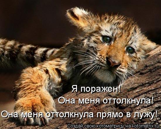 Котоматрица: Я поражен! Она меня оттолкнула! Она меня оттолкнула прямо в лужу!