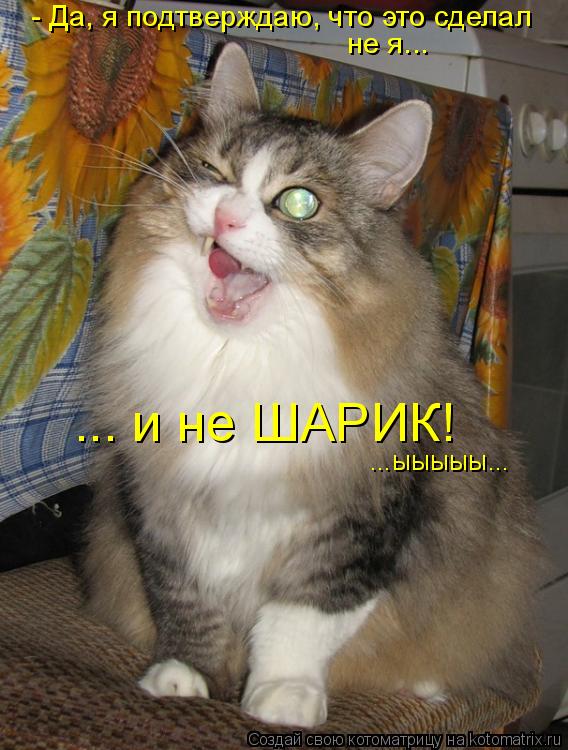 - Да, я подтверждаю, что это сделал не я... ... и не ШАРИК! ...ыыыыы...... Котоматрица: - Да, я подтверждаю, что это сделал не я... ... и не ШАРИК! ...ыыыыы...