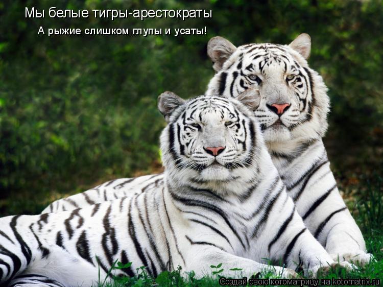 Котоматрица: Мы белые тигры-арестократы А рыжие слишком глупы и усаты!