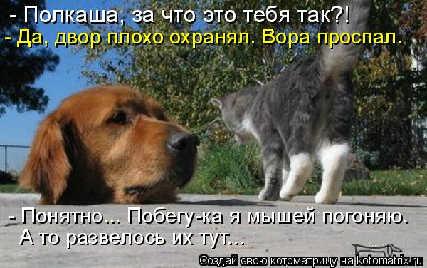 - Полкаша, за что это тебя так?! - Да, двор плохо охранял. Вора проспал. - Понятно... Побегу-ка я мыш... Котоматрица: - Полкаша, за что это тебя так?! - Да, двор плохо охранял. Вора проспал. - Понятно... Побегу-ка я мышей погоняю. А то развелось их тут...
