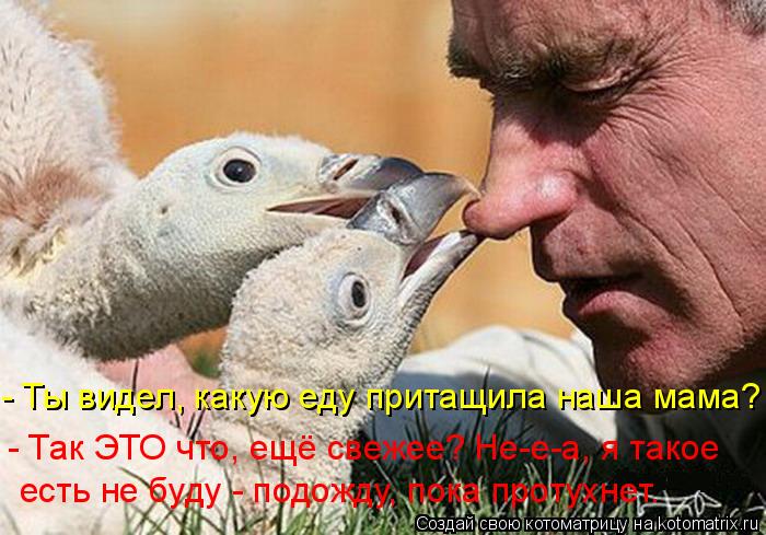- Ты видел, какую еду притащила наша мама? - Так ЭТО что, ещё свежее? Не-е-а, я такое есть не буду -... Котоматрица: - Ты видел, какую еду притащила наша мама? - Так ЭТО что, ещё свежее? Не-е-а, я такое есть не буду - подожду, пока протухнет.