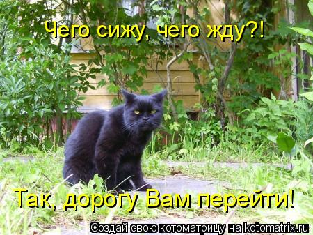 Чего сижу, чего жду?! Так, дорогу Вам перейти!... Котоматрица: Чего сижу, чего жду?! Так, дорогу Вам перейти!