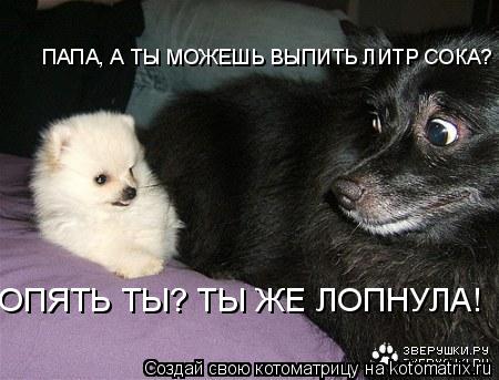ОПЯТЬ ТЫ? ТЫ ЖЕ ЛОПНУЛА! ПАПА, А ТЫ МОЖЕШЬ ВЫПИТЬ ЛИТР СОКА?... Котоматрица: ОПЯТЬ ТЫ? ТЫ ЖЕ ЛОПНУЛА! ПАПА, А ТЫ МОЖЕШЬ ВЫПИТЬ ЛИТР СОКА?