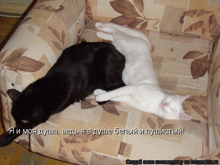 Я и моя душа, ведь я в душе белый и пушистый!... Котоматрица: Я и моя душа, ведь я в душе белый и пушистый!