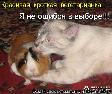 Красивая, кроткая, вегетарианка... Я не ошибся в выборе!!!... Котоматрица: Красивая, кроткая, вегетарианка... Я не ошибся в выборе!!!