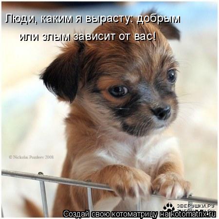 Люди, каким я вырасту: добрым или злым зависит от вас!... Котоматрица: Люди, каким я вырасту: добрым или злым зависит от вас!