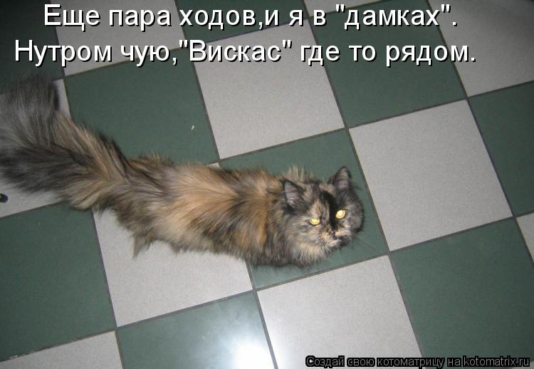 Еще пара ходов,и я в "дамках". Нутром чую,"Вискас" где то рядом.... Котоматрица: Еще пара ходов,и я в "дамках". Нутром чую,"Вискас" где то рядом.