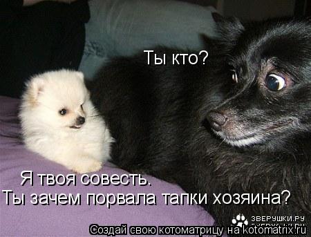Ты кто? Я твоя совесть. Ты зачем порвала тапки хозяина?... Котоматрица: Ты кто? Я твоя совесть. Ты зачем порвала тапки хозяина?