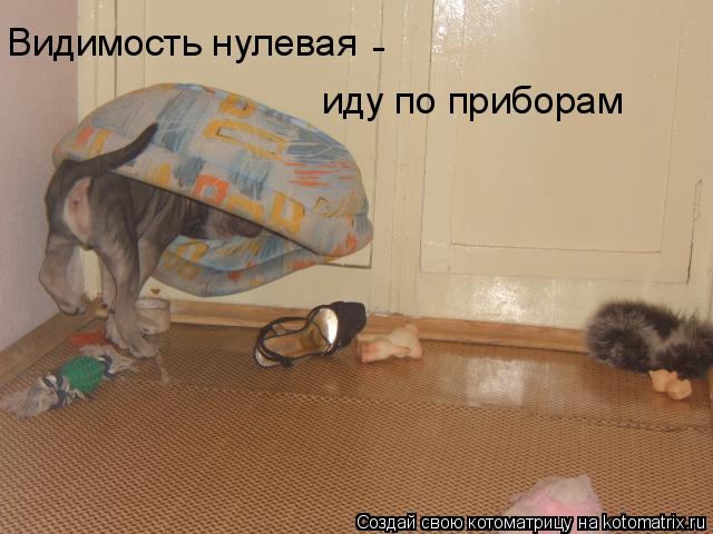 Видимость нулевая иду по приборам -... Котоматрица: Видимость нулевая иду по приборам -