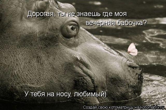 Дорогая, ты не знаешь где моя вечерняя бабочка? У тебя на носу, любимый)... Котоматрица: Дорогая, ты не знаешь где моя вечерняя бабочка? У тебя на носу, любимый)