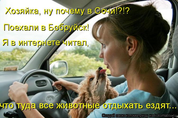 Котоматрица: Хозяйка, ну почему в Сочи!?!? Поехали в Бобруйск! Я в интернете читал, что туда все животные отдыхать ездят...