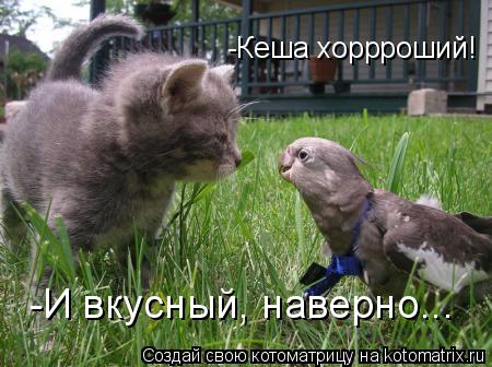 -Кеша хоррроший! -И вкусный, наверно...... Котоматрица: -Кеша хоррроший! -И вкусный, наверно...