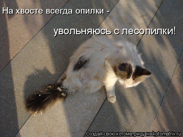 На хвосте всегда опилки - увольняюсь с лесопилки!... Котоматрица: На хвосте всегда опилки - увольняюсь с лесопилки!