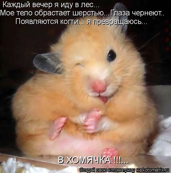 Каждый вечер я иду в лес... Мое тело обрастает шерстью...Глаза чернеют.. В ХОМЯЧКА !!!... Появляютс... Котоматрица: Каждый вечер я иду в лес... Мое тело обрастает шерстью...Глаза чернеют.. В ХОМЯЧКА !!!... Появляются когти... я превращаюсь...