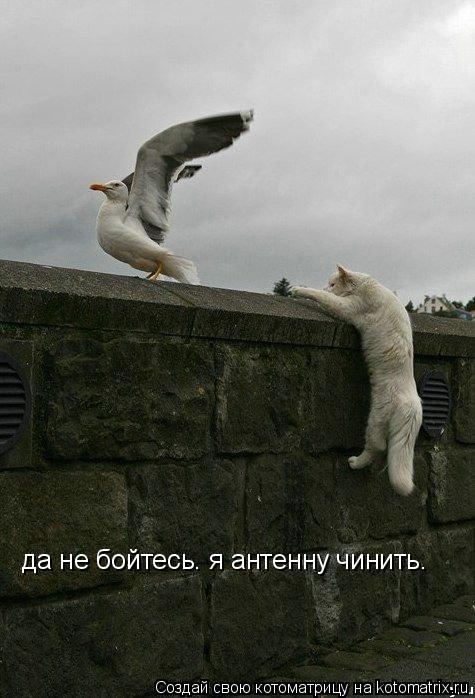 да не бойтесь. я антенну чинить.... Котоматрица: да не бойтесь. я антенну чинить.