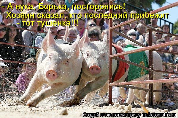 - А нука, Борька, посторонись! Хозяин сказал, кто последний прибежит - тот тушенка!!!... Котоматрица: - А нука, Борька, посторонись! Хозяин сказал, кто последний прибежит - тот тушенка!!!
