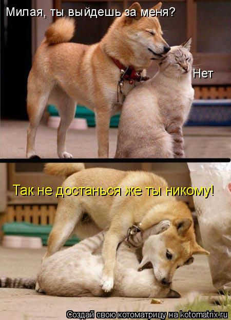 Милая, ты выйдешь за меня? Нет Так не достанься же ты никому!... Котоматрица: Милая, ты выйдешь за меня? Нет Так не достанься же ты никому!