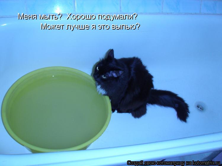 Меня мыть? Хорошо подумали? Может лучше я это выпью?... Котоматрица: Меня мыть? Хорошо подумали? Может лучше я это выпью?