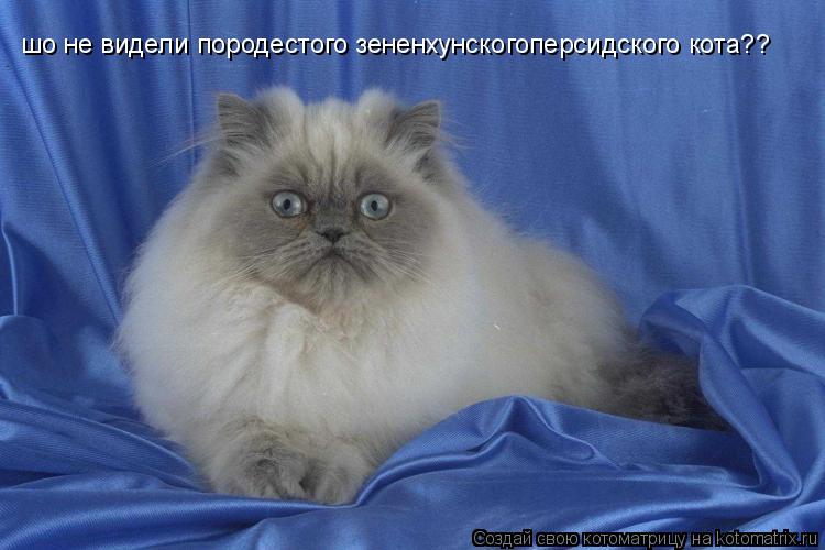 Котоматрица: шо не видели породестого зененхунскогоперсидского кота??