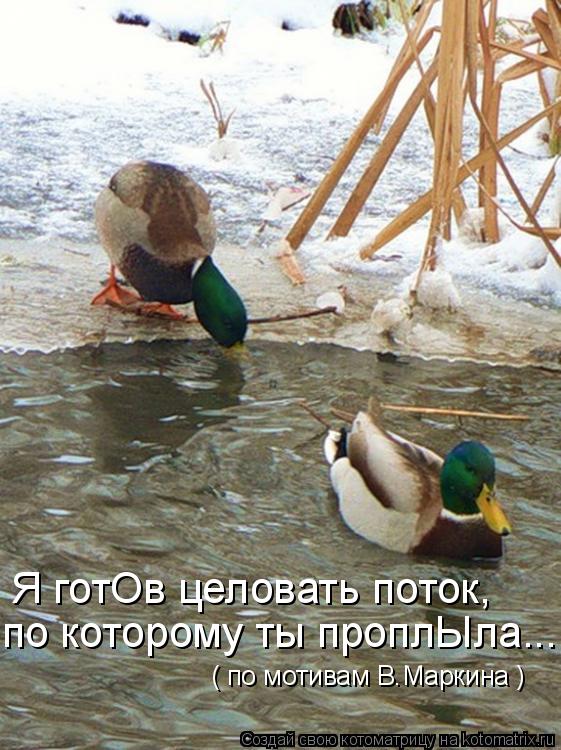 Я готОв целовать поток, по которому ты проплЫла... ( по мотивам В.Маркина )... Котоматрица: Я готОв целовать поток, по которому ты проплЫла... ( по мотивам В.Маркина )