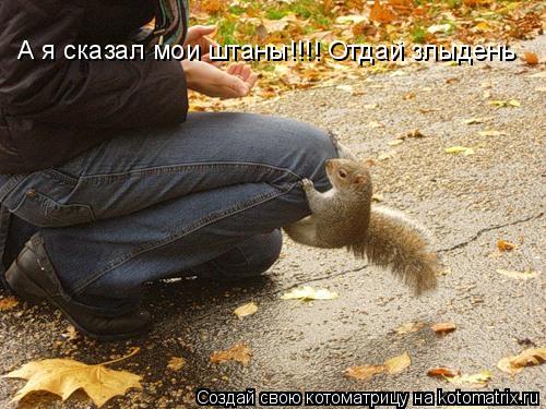 А я сказал мои штаны!!!! Отдай злыдень... Котоматрица: А я сказал мои штаны!!!! Отдай злыдень