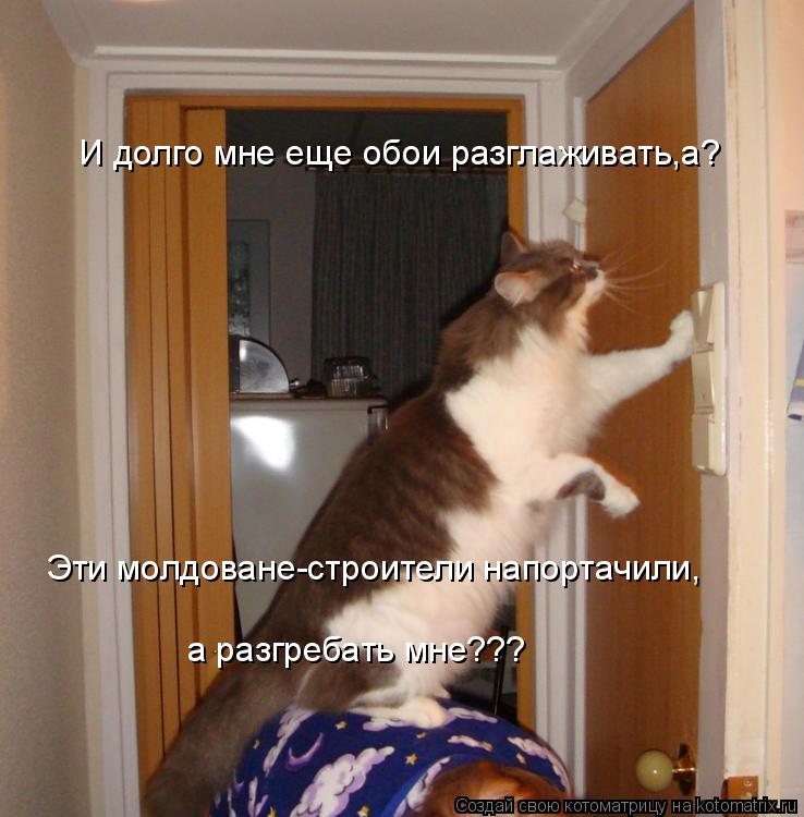 И долго мне еще обои разглаживать,а? Эти молдоване-строители напортачили, а разгребать мне???... Котоматрица: И долго мне еще обои разглаживать,а? Эти молдоване-строители напортачили, а разгребать мне???