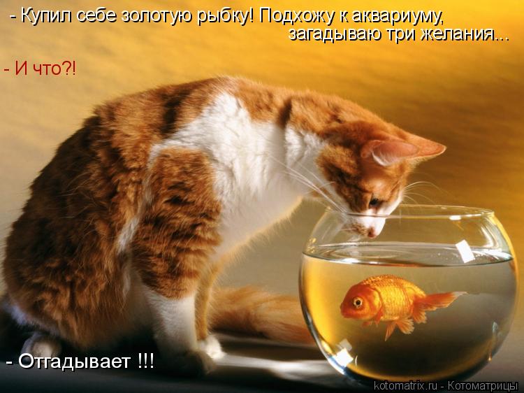 Котоматрица: - Купил себе золотую рыбку! Подхожу к аквариуму,  загадываю три желания... - И что?! - Отгадывает !!!