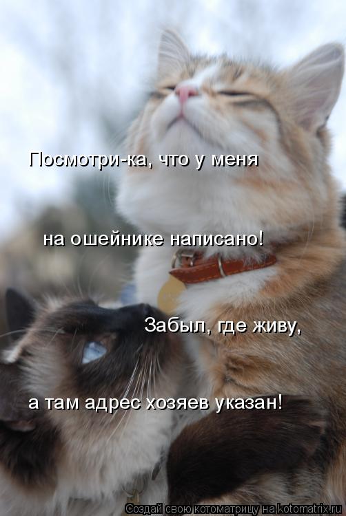 на ошейнике написано! Забыл, где живу, а там адрес хозяев указан! Посмотри-ка, что у меня... Котоматрица: на ошейнике написано! Забыл, где живу, а там адрес хозяев указан! Посмотри-ка, что у меня
