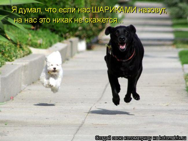 Я думал, что если нас ШАРИКАМИ назовут, на нас это никак не скажется...... Котоматрица: Я думал, что если нас ШАРИКАМИ назовут, на нас это никак не скажется...