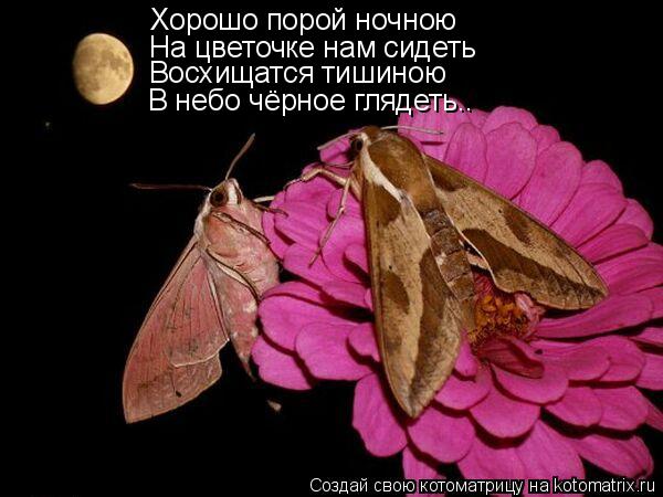 На цветочке нам сидеть Восхищатся тишиною В небо чёрное глядеть.. Хорошо порой ночною... Котоматрица: На цветочке нам сидеть Восхищатся тишиною В небо чёрное глядеть.. Хорошо порой ночною