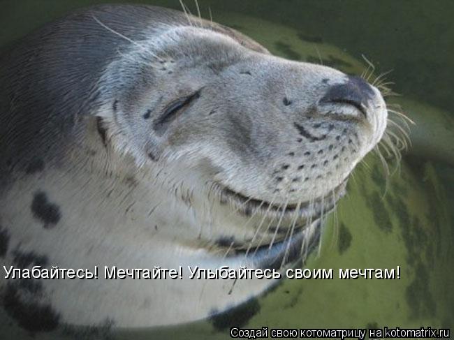 Котоматрица: Улабайтесь! Мечтайте! Улыбайтесь своим мечтам!