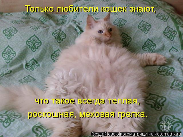 Котоматрица: роскошная, меховая грелка. Только любители кошек знают, что такое всегда теплая,