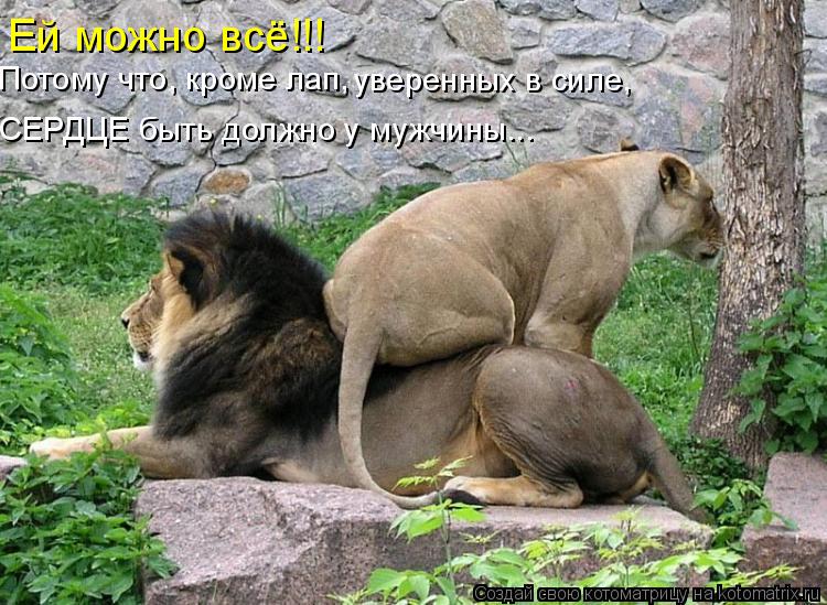 Ей можно всё!!! Потому что, кроме лап, уверенных в силе, СЕРДЦЕ быть должно у мужчины...... Котоматрица: Ей можно всё!!! Потому что, кроме лап, уверенных в силе, СЕРДЦЕ быть должно у мужчины...