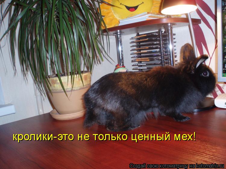 кролики-это не только ценный мех!... Котоматрица: кролики-это не только ценный мех!