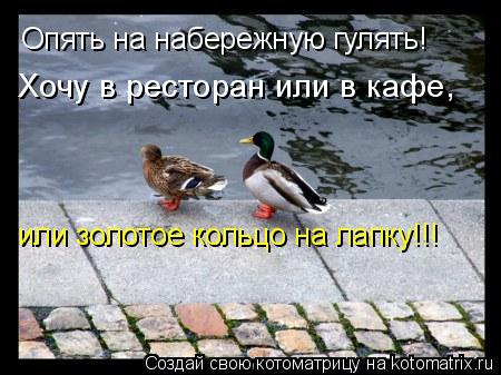 Опять на набережную гулять! Хочу в ресторан или в кафе, или золотое кольцо на лапку!!!... Котоматрица: Опять на набережную гулять! Хочу в ресторан или в кафе, или золотое кольцо на лапку!!!