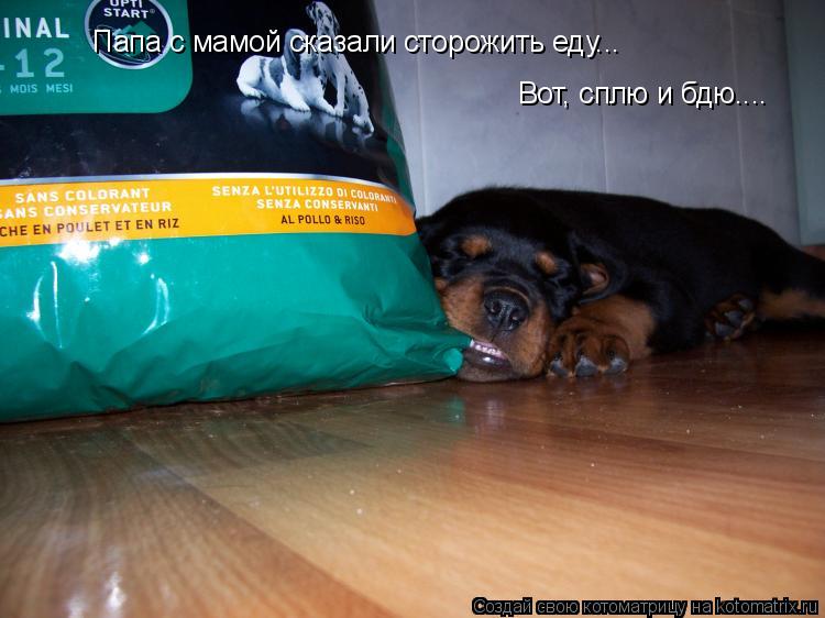 Папа с мамой сказали сторожить еду... Вот, сплю и бдю....... Котоматрица: Папа с мамой сказали сторожить еду... Вот, сплю и бдю....
