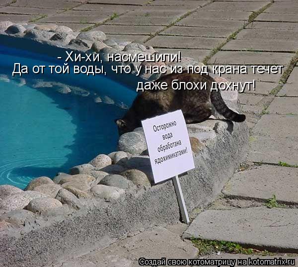 - Хи-хи, насмешили! Да от той воды, что у нас из под крана течет даже блохи дохнут!... Котоматрица: - Хи-хи, насмешили! Да от той воды, что у нас из под крана течет даже блохи дохнут!